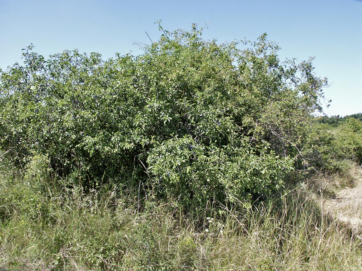 Prunus spinosa